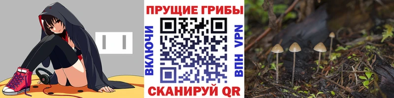 Купить  Каменск-Шахтинский  Псилоцибиновые грибы Cubensis 